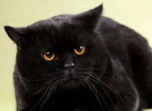 Черный британец (британский кот, кошка)  